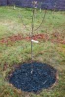 Step eleven for planting Malus 'Harry Baker' (Crab apple). The planted tree with bark mulch prior to staking & tying.