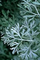 Artemisia absinthium Wormwood Absinthe