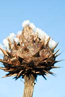 Cardoon seed head covered with snow