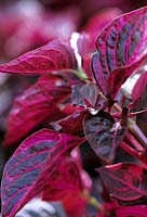 Iresine herbstii, Beefsteak Plant Blood leaf