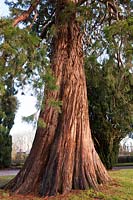 Sequoiadendron giganteum (Wellingtonia, giant sequoia, giant redwood)