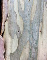 Eucalyptus pauciflora (Snow gum)