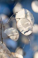 Frosted Lunaria annua (honesty) seed heads
