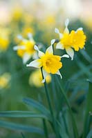Narcissus sp (original Backhouse daffodil)