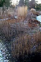 Winter perennial beds with dried seed heads grasses at St Andrews Botanical Garden Fife Scotland