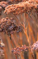 Sedum gypsicola 'Herbstfreude' formerly Hylotelephium Herbstfreude St Andrews Botanic Garden Scotland