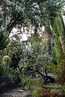 Group of cacti with raindrops in Desert garden
