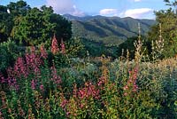 View to the hills at Santa Barbara Botanic Gardens California