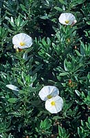 Convolvulus cneorum Silverbush