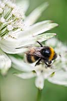 Astrantia major (masterwort) with Buff-tailed bumble bee (Bombus terrestris)