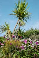 Alliums, lacecap hydrangeas and dahlias in the front garden, with Torbay palms