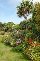 Hot border including Hemerocallis (day lilies), red Dahlia, Echinops, Lavatera  and Cordyline australis (Cabbage palm)