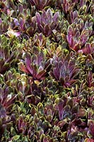Sempervivum sp House Leek foliage close up