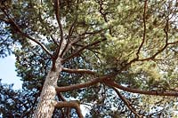 Pinus nigra (European black pine)