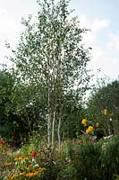 Betula utilis var. jacquemontii 'Doorenbos' (Himalayan birch 'Doorenbos') in the Times Eureka Garden for RHS Chelsea Flower Show