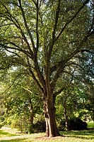 Quercus ilex (Holm oak)