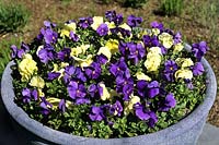 Viola cv Pansy Pansies in a terrazzo planter container