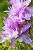 Colchicum 'Waterlily' (Meadow saffron 'Waterlily')