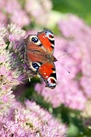 Sedum spectabile (ice plant) with Peacock butterfly (Inachis io)