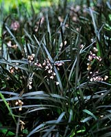 Ophiopogon planiscapus Nigrescens Lilyturf Black mondo grass