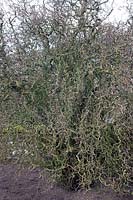Corylus avellana 'Contorta' (Contorted hazel) bare branches in winter