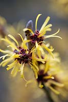 Hamamelis mollis (witch hazel) yellow flowers in winter