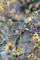Hamamelis mollis (witch hazel) yellow flowers in winter