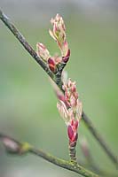 Amelanchier lamarckii (snowy mespilus) buds and foliage emerging in spring