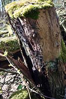 Armillaria mellea (honey fungus) growing on old tree trunk