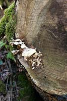 Polyporus squamosus (bracket fungus) on tree trunk