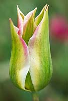 Tulipa 'Florosa' (viridiflora tulip)
