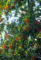 Embothrium coccineum or Chilean Flame Tree