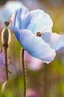Meconopsis cv (blue poppy)