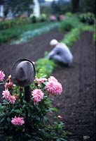 Gardener tending plants in bed at Castle Hex Belgium Hat on fork with pink Dahlias