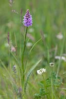 Dactylorhiza fuchsii (common spotted orchid)