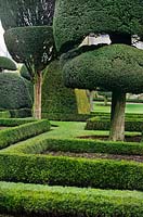 Buxus sempervirens and Taxus baccata topiary