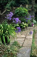 Citrus tree and Agapanthus  on stone steps at Hestercombe Garden Somerset