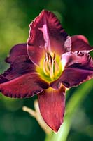 Hemerocallis 'Silent Sentry Salter' (Day lily)
