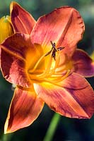 Hemerocallis 'Chinese Autumn' Day Lily