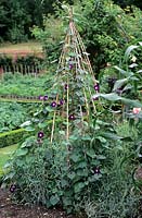 Ipomoea sp Morning Glory vine trained up bamboo cane wig wam frame in vegetable garden