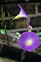 Ipomoea tricolor Morning Glory. Close up of purple flower with foliage trained against brick wall