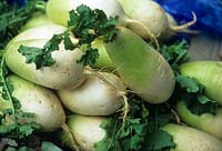Mouli Daikon oriental root vegetable white with attractive light green foliage Basket of vegetables