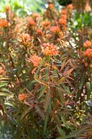 Euphorbia griffithii 'Dixter' (spurge 'Dixter')