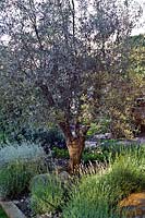 Olea europea Olive Tree 600 Days with Bradstone Design Sarah Eberle best in Show Gold Medal RHS Chelsea Flower Show 2007