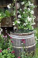 Barrel water butt with white climbing rose & wildflowers RHS Chelsea 2007