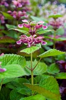 Lamium orvala Large Red Dead Nettle foliage with delicate crimson flowers