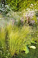 Ornamental grasses with perennial flowers including Verbascum & Bellis perennis