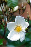 Rosa laevigata Cooperi climbing white flowered rose Aphids on stem