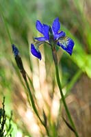 Iris sibirica Blue King Hosta Vista Design by Binny Plants Landmarkers Andrea Geile Gold Medal Gardening Scotland 2007