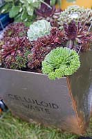 Metal container full of Sempervivums Recycle Re use Relax garden Gardening Scotland 2007 Silver Gilt Medal Best Show
